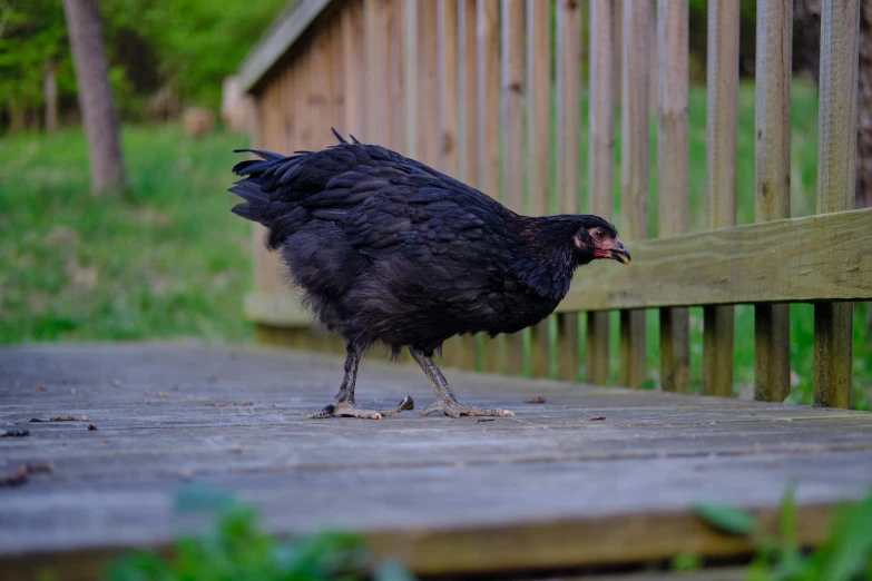 a black chicken standing next to a wooden fence, pexels contest winner, renaissance, catwalk, jenna barton, flattened, high resolution