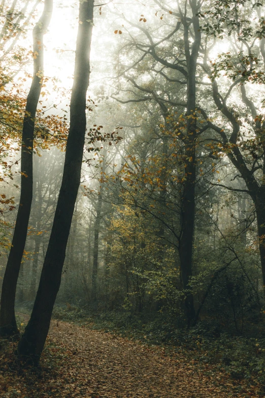 the sun is shining through the trees in the woods, by Jacob Toorenvliet, unsplash contest winner, tonalism, yellow mist, late autumn, ((forest)), light grey mist