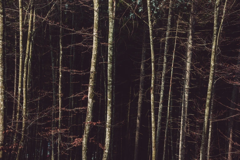 a group of trees that are standing in the snow, inspired by Elsa Bleda, pexels contest winner, dark wood, ((forest)), brown, medium format. soft light