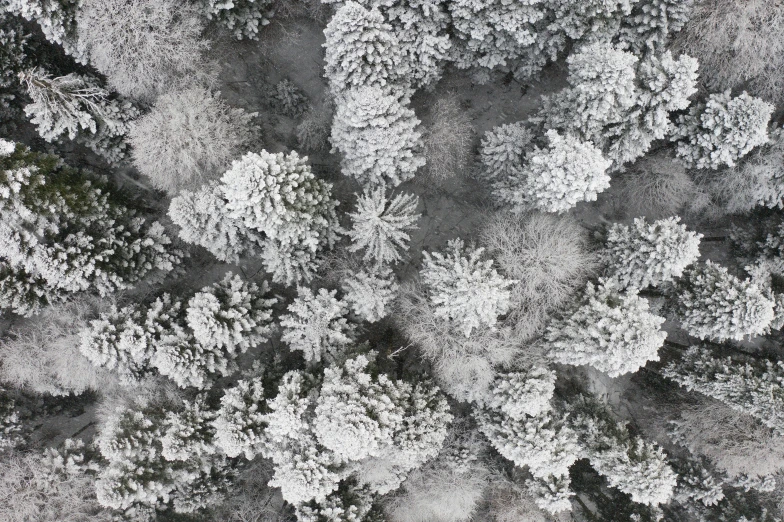 an aerial view of trees covered in snow, by Adam Marczyński, white and grey, looking up at the camera, camera looking down upon, highly microdetailed