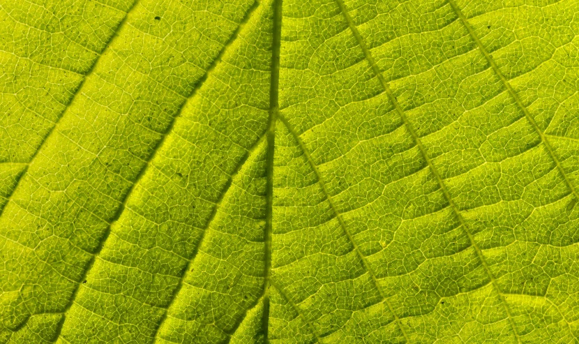 a close up view of a green leaf, by Jan Rustem, detailed lines, shot on hasselblad, hdr detail, mustard