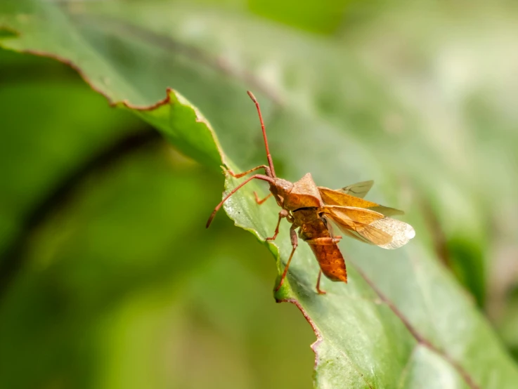 a close up of a small insect on a leaf, by Robert Brackman, unsplash, halyomorpha halys, brown, a horned, dipstick tail