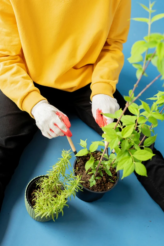 a person sitting on a blue surface holding a potted plant, repairing the other one, herbs, a brightly colored, gloves on hands
