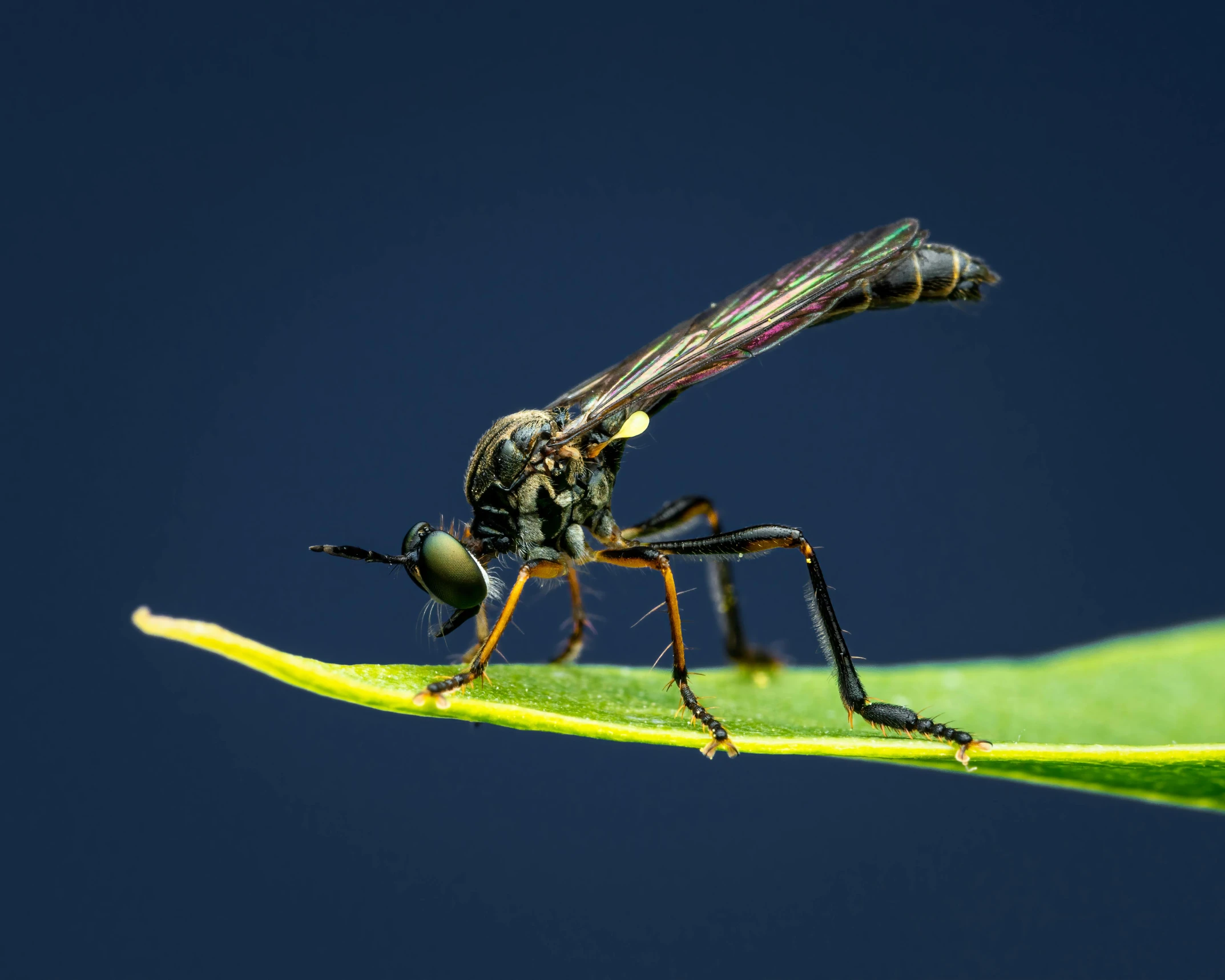 a close up of a insect on a leaf, by Jan Rustem, pexels contest winner, hurufiyya, side view of a gaunt, highly dvetailed, shows a leg, male aeromorph