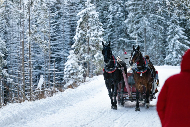 two horses pulling a sleigh down a snowy road, by Julia Pishtar, pexels contest winner, spruce trees, profile image, british columbia, thumbnail