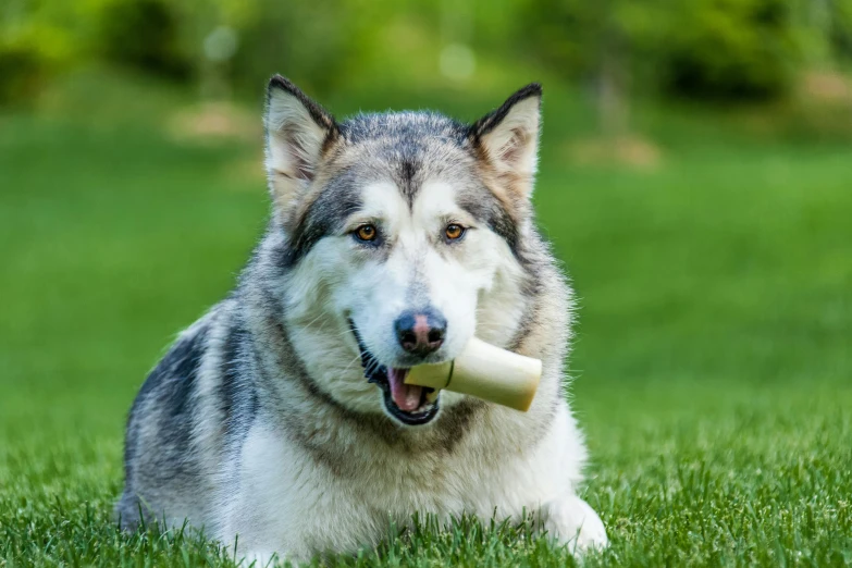 a dog laying in the grass with a toy in its mouth, made of bamboo, vanilla, grey, rectangle