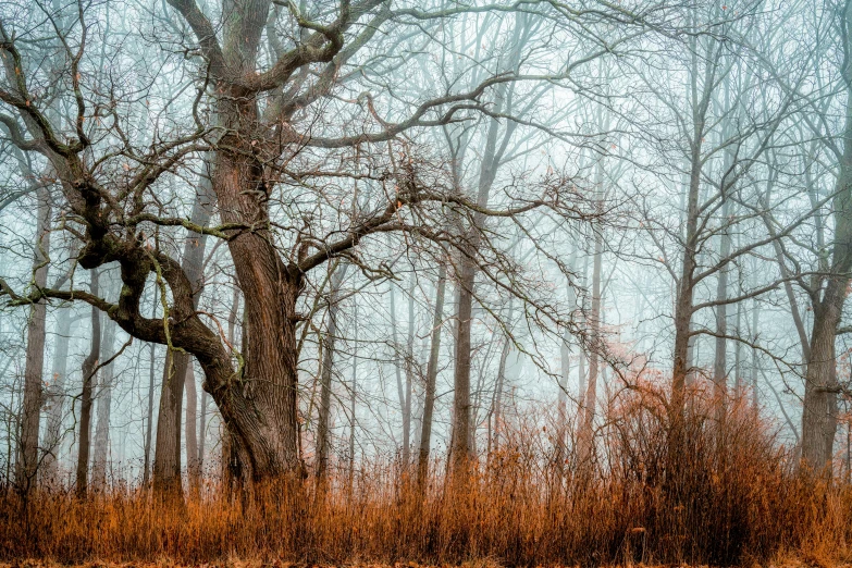 a fire hydrant sitting in the middle of a forest, a photo, by Robert Storm Petersen, unsplash contest winner, tonalism, oak trees and dry grass, ((trees)), overhanging branches, pale blue fog