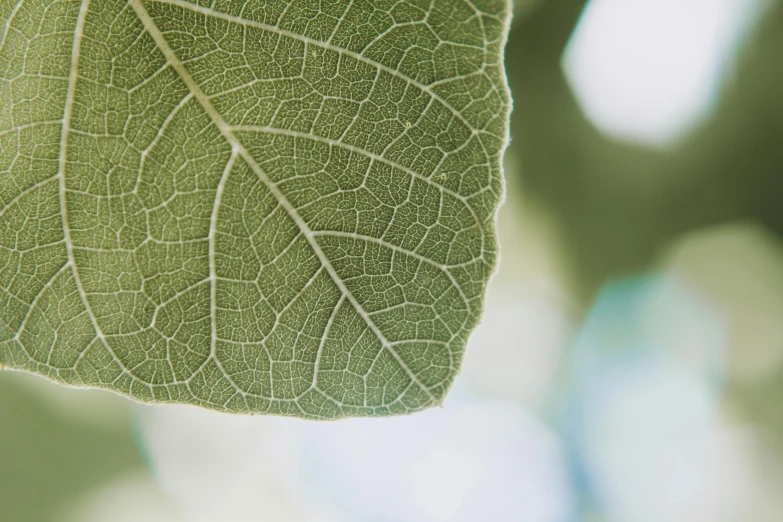 a close up of a leaf on a tree, a macro photograph, unsplash, soft green natural light, shot on hasselblad, high - resolution, high-resolution