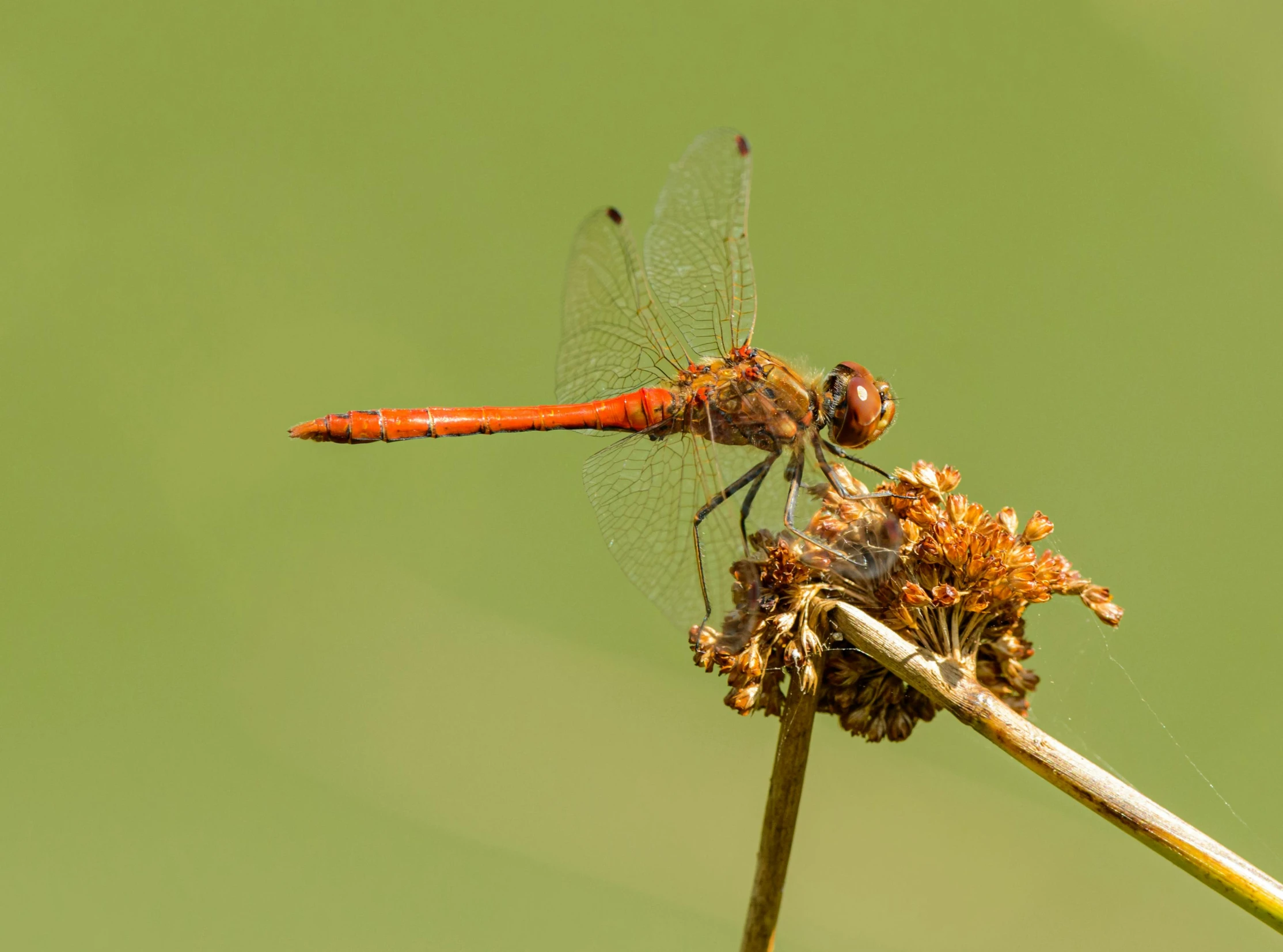 a close up of a dragonfly on a plant, pexels contest winner, hurufiyya, high detailed photography red, a photograph of a rusty, paul barson, a handsome