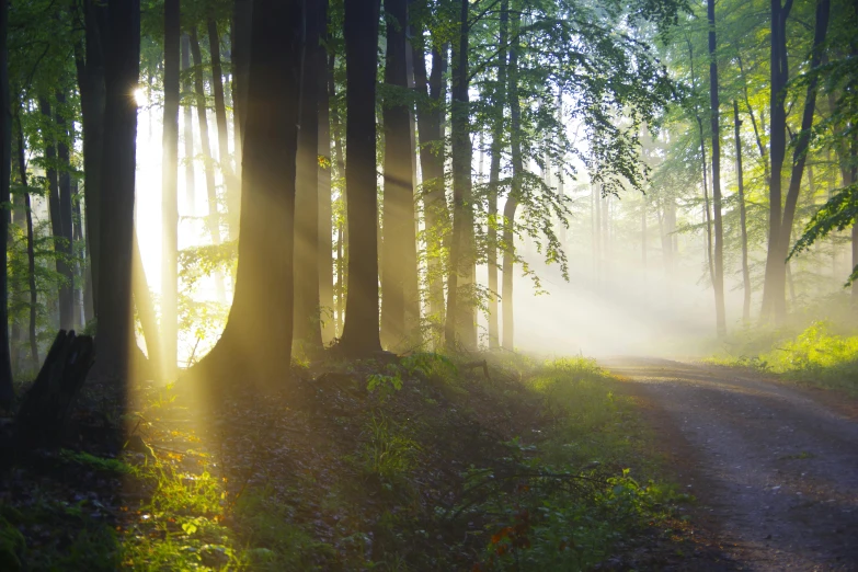 the sun is shining through the trees in the forest, pexels contest winner, romanticism, cottagecore, multiple stories, summer morning, ((forest))