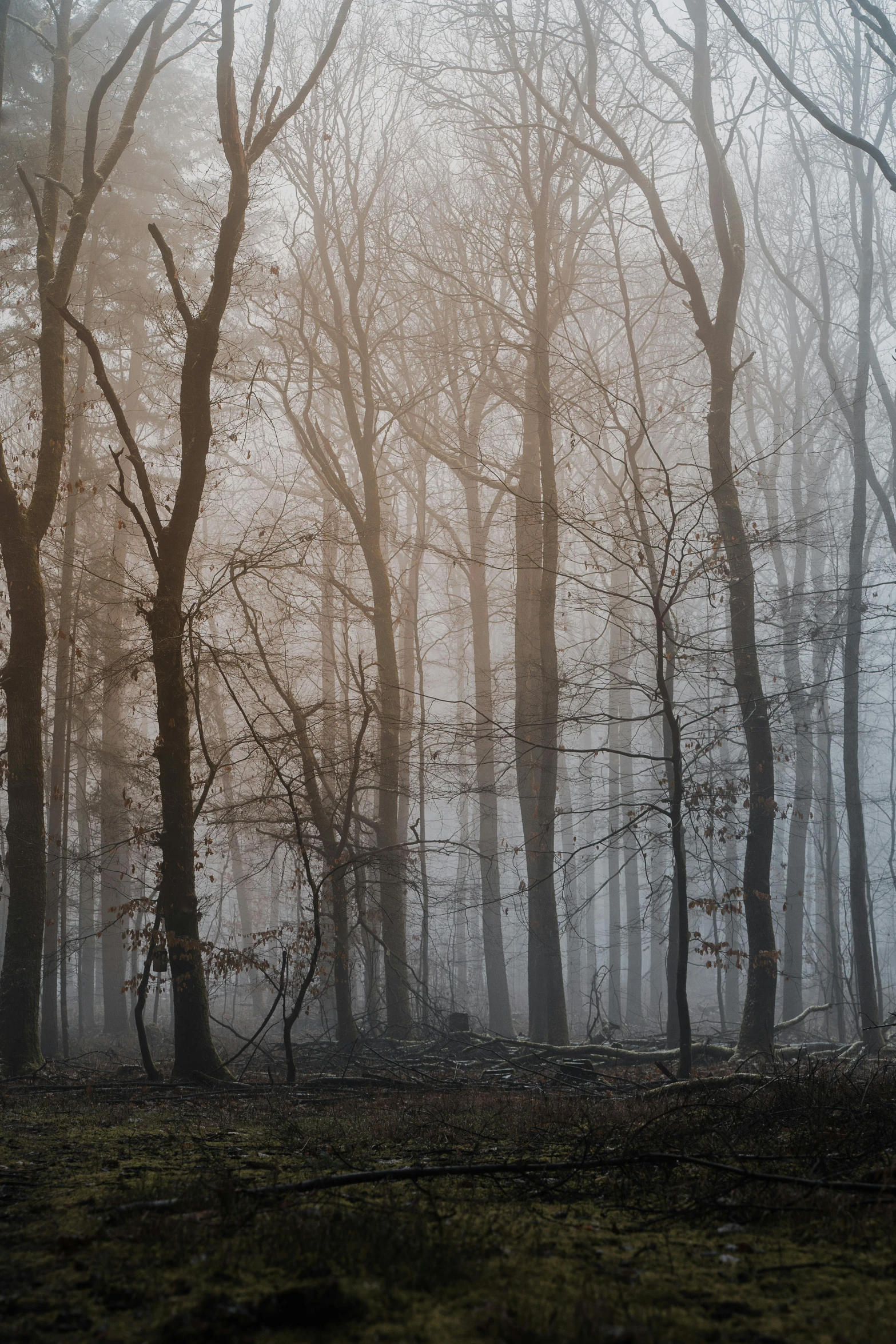 a forest filled with lots of trees covered in fog, a picture, inspired by Elsa Bleda, unsplash contest winner, tonalism, bare trees, william penn state forest, ((forest)), taken in the late 2010s