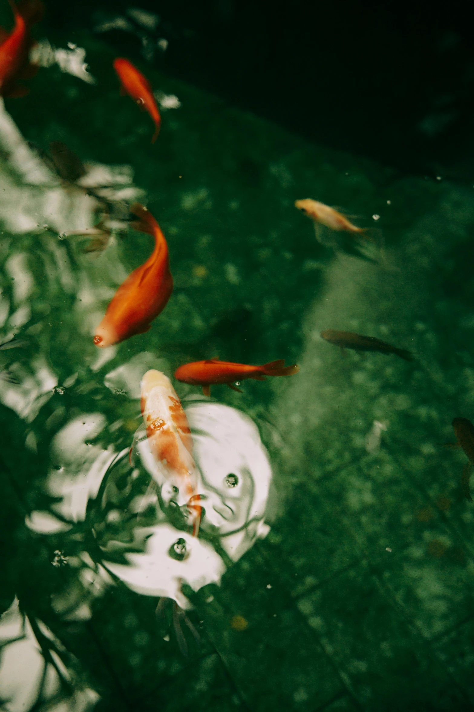 a group of fish swimming in a pond, inspired by Elsa Bleda, trending on unsplash, surrealism, fan favorite, green and red tones, gold, lo fi