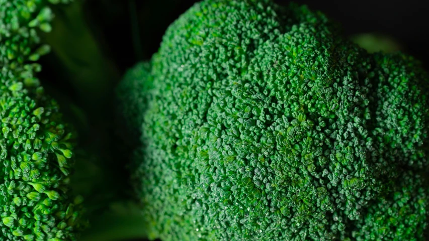 a close up of a piece of broccoli, by Yasushi Sugiyama, pexels, 🦩🪐🐞👩🏻🦳, professional closeup photo, seasonal, micro detailed