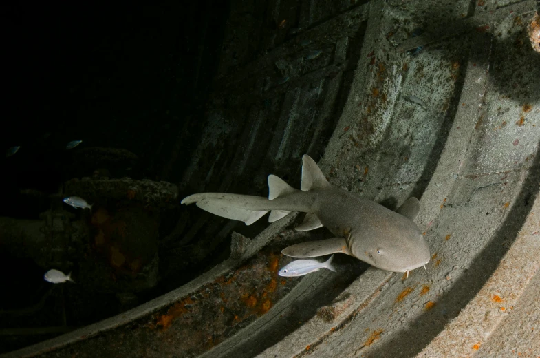 a close up of a fish inside of a tunnel, inspired by Filip Hodas, unsplash contest winner, shark teeth, inside an empty ussr submarine, photographed for reuters, a photograph of a rusty