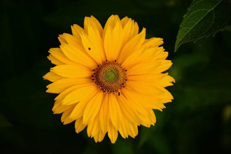 a close up of a yellow flower with green leaves, pexels contest winner, paul barson, giant daisy flower head, high-quality photo, a high angle shot