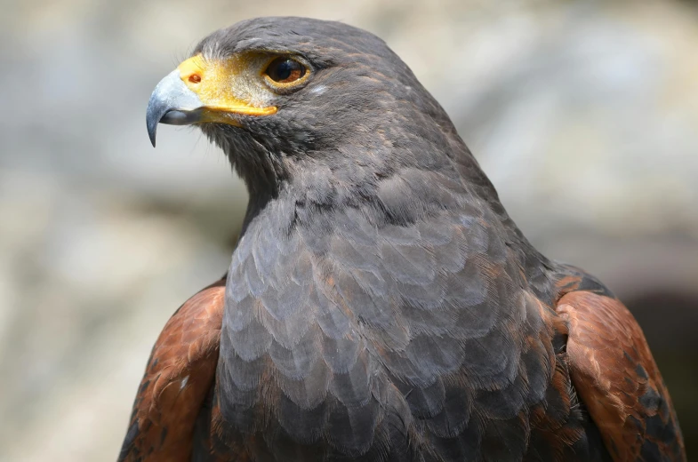 a close up of a bird of prey, pexels contest winner, hurufiyya, avatar image, ancient majestic, brown, 8k resolution”