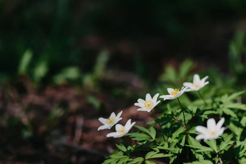 a group of white flowers sitting on top of a lush green field, by Jaakko Mattila, unsplash, hurufiyya, in a forest glade, anemone, low quality photo, gardening