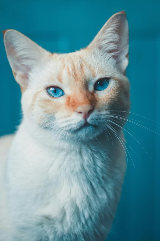 a close up of a cat with blue eyes, an album cover, trending on unsplash, renaissance, cyan and orange, albino, a handsome, recognizable