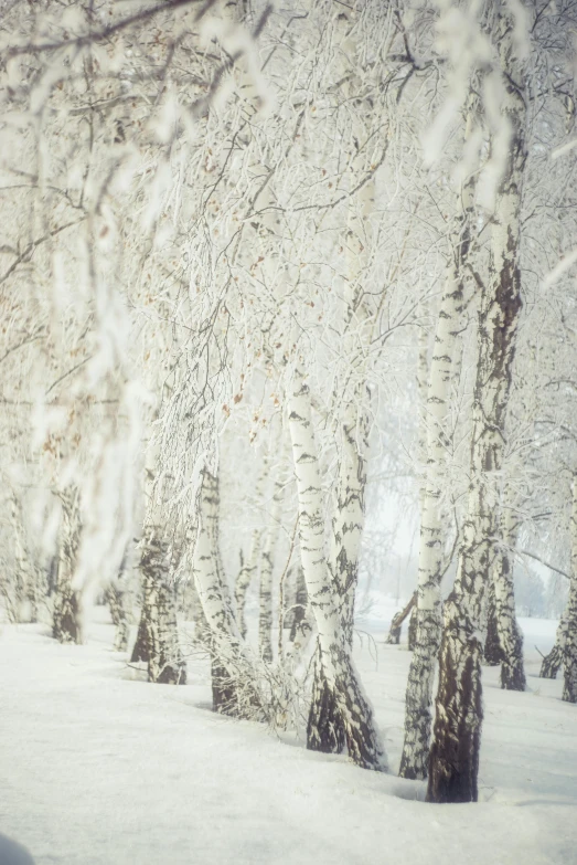 a man riding a snowboard down a snow covered slope, a photo, inspired by Elsa Bleda, pexels contest winner, romanticism, birch trees, silver，ivory, forest with trees with faces, willow trees