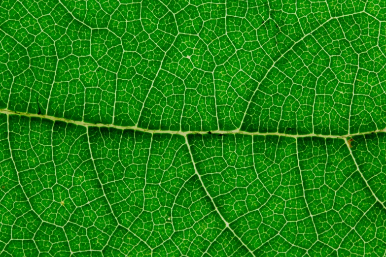 a close up view of a green leaf, a macro photograph, by Jon Coffelt, art nouveau, seamless micro detail, connected to nature via vines, green ratio, dezeen