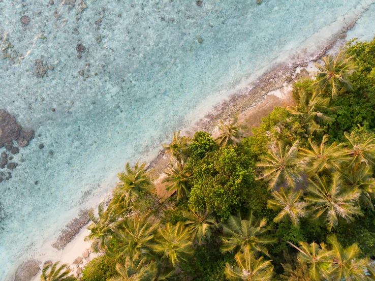 an aerial view of a beach with palm trees, pexels contest winner, polynesian style, looking down at the forest floor, helicopter view, thumbnail