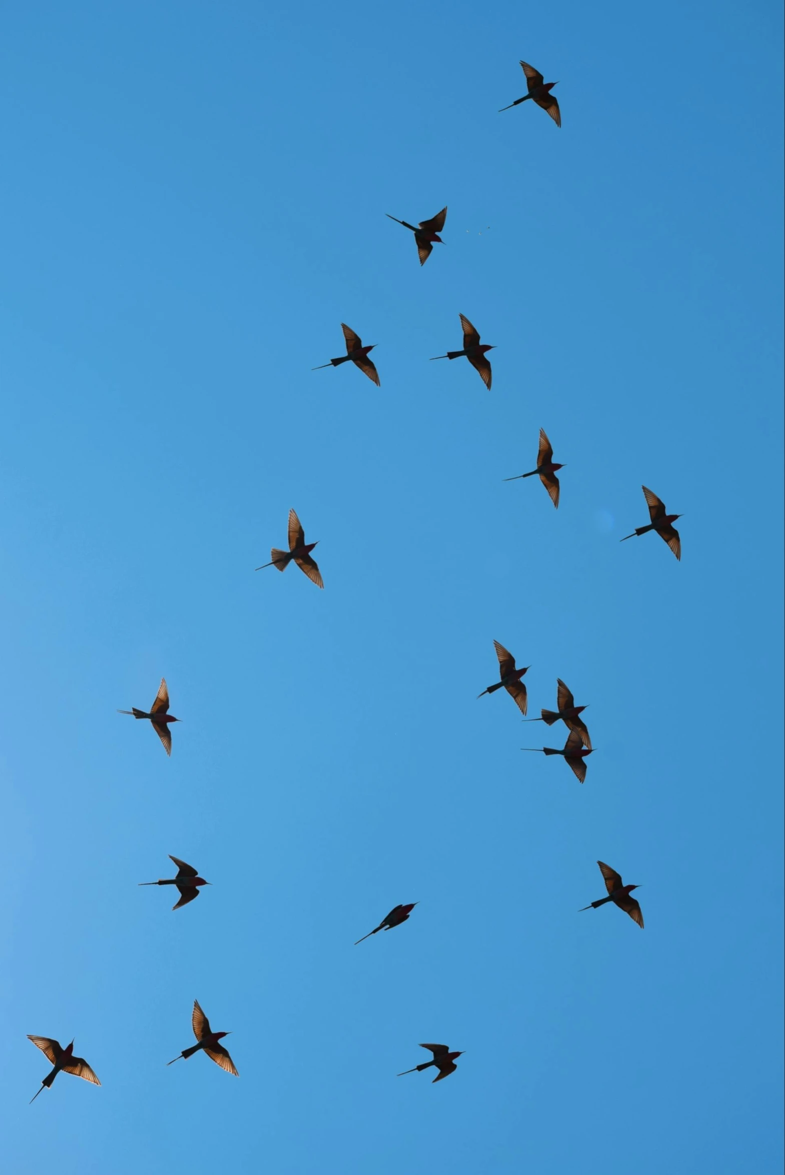 a flock of birds flying through a blue sky, flickr, birds of paradise, dragonflies, shot with sony alpha, portrait shot