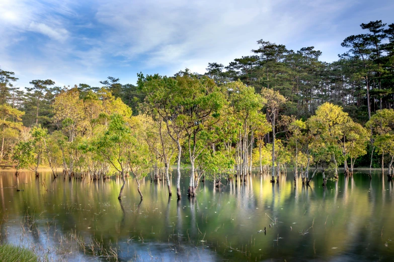 a body of water surrounded by trees and grass, by Jan Rustem, unsplash contest winner, hurufiyya, philippines, acacia trees, fine art print, panoramic