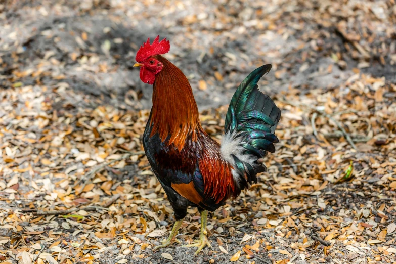 a rooster standing on top of a pile of leaves, by Gwen Barnard, pexels contest winner, handsome male, florida man, 5 years old, 🦩🪐🐞👩🏻🦳