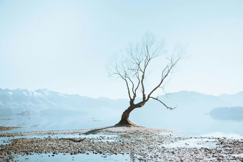 a lone tree on a small island in the middle of a lake, inspired by Zhang Kechun, unsplash contest winner, land art, sparse winter landscape, uttarakhand, limbs, new zealand landscape