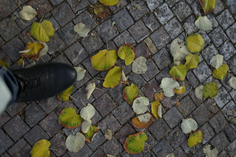 a person standing on a brick walkway surrounded by leaves, by Else Alfelt, pexels contest winner, clogs, squares, kreuzberg, in fall