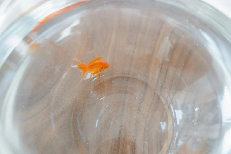 a close up of a fish in a glass of water, top down extraterrestial view, vibrant but dreary orange, glass floor, in a short round glass vase