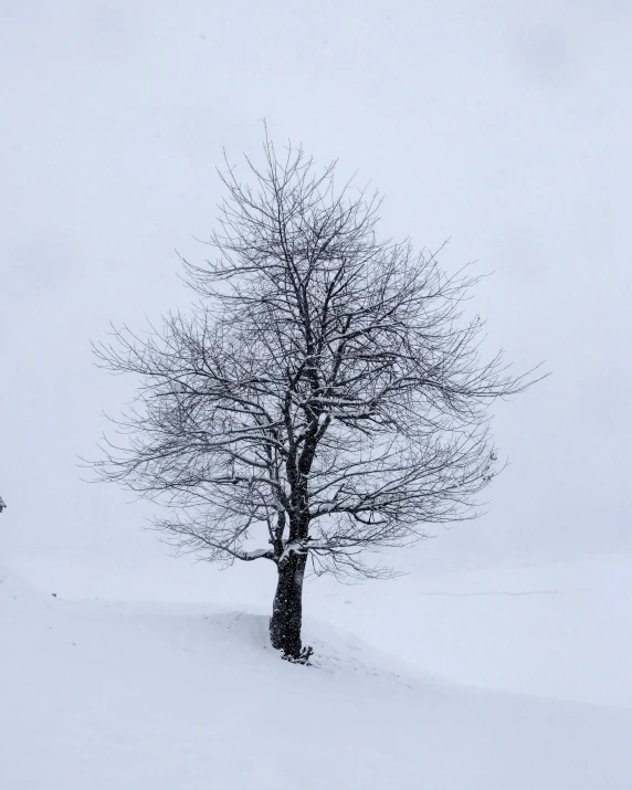 a lone tree in the middle of a snow covered field, pexels contest winner, hurufiyya, ((trees)), in the swiss alps, profile image, iphone photo