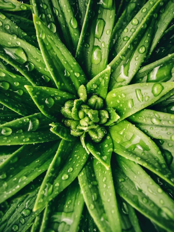 a green plant with water droplets on it, highly upvoted, multiple stories, fan favorite, bromeliads