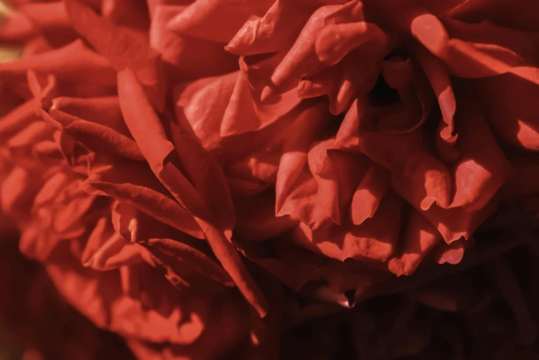 a close up of a bunch of red flowers, pexels contest winner, abstract claymation, paper, peony, profile image