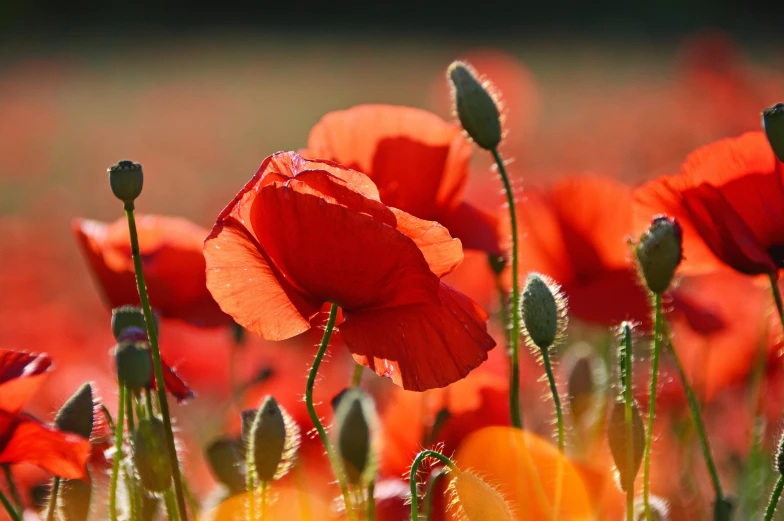 a field filled with lots of red flowers, by David Simpson, pexels contest winner, poppy, orange flowers, dynamic closeup, instagram post