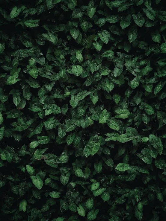 green leaves on a black background, an album cover, by Carey Morris, trending on unsplash, hedges, perfectly tileable, alessio albi, slightly pixelated