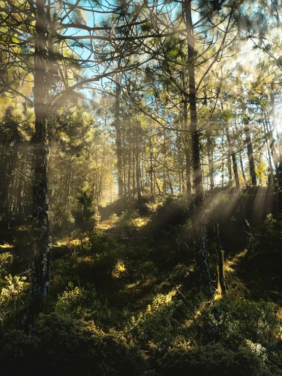 the sun shines through the trees in the woods, pexels contest winner, arrendajo in avila pinewood, ((forest)), captured on iphone, photo 8 k