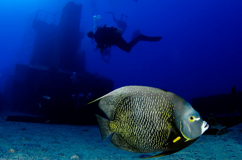 a fish that is swimming in the water, by Sven Erixson, pexels contest winner, renaissance, old scuba, beautiful black blue yellow, mason, national geographic photograph