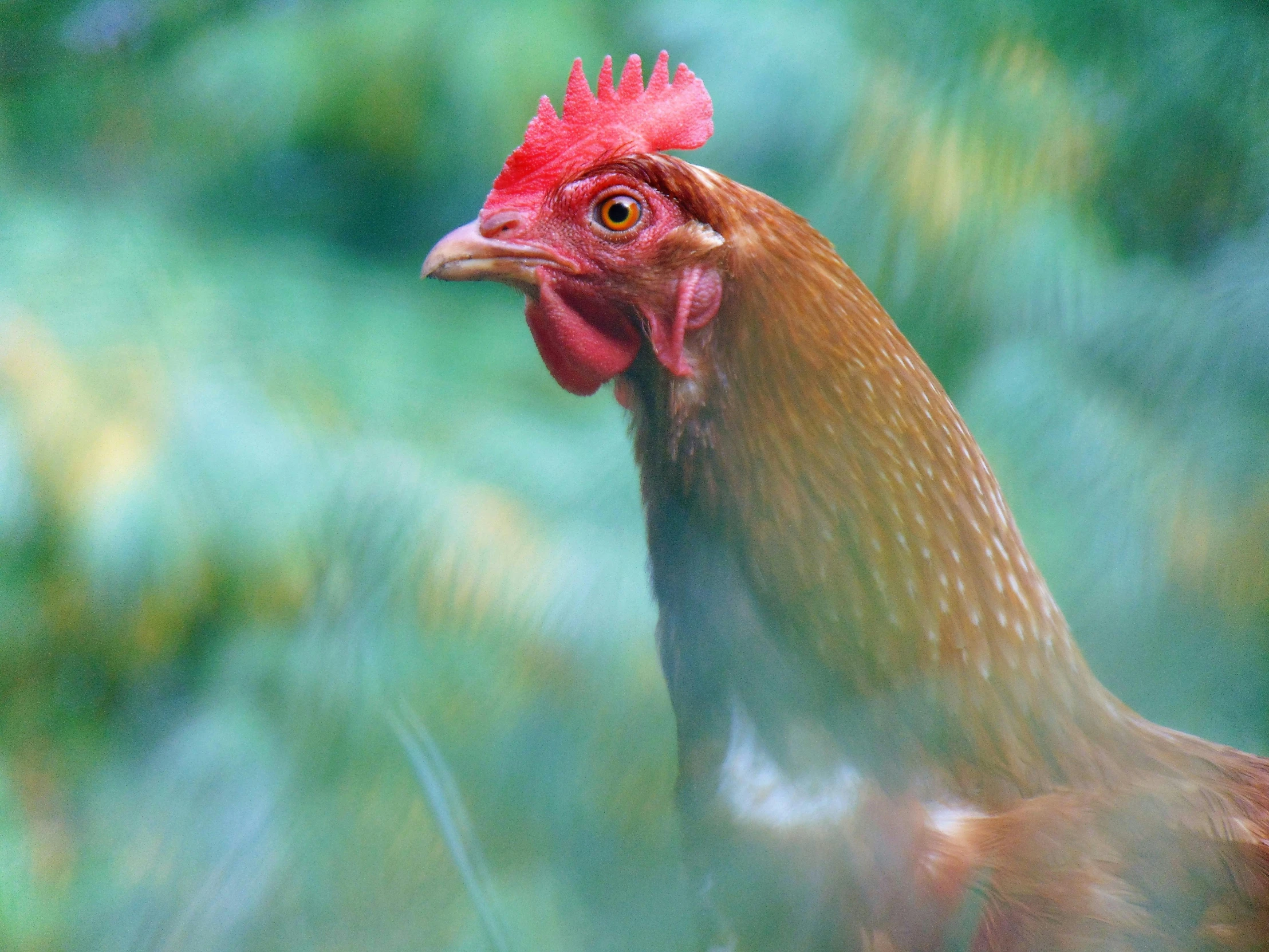 a close up of a chicken with a blurry background, by Jan Rustem, fan favorite, rinko kawauchi, profile image, australian