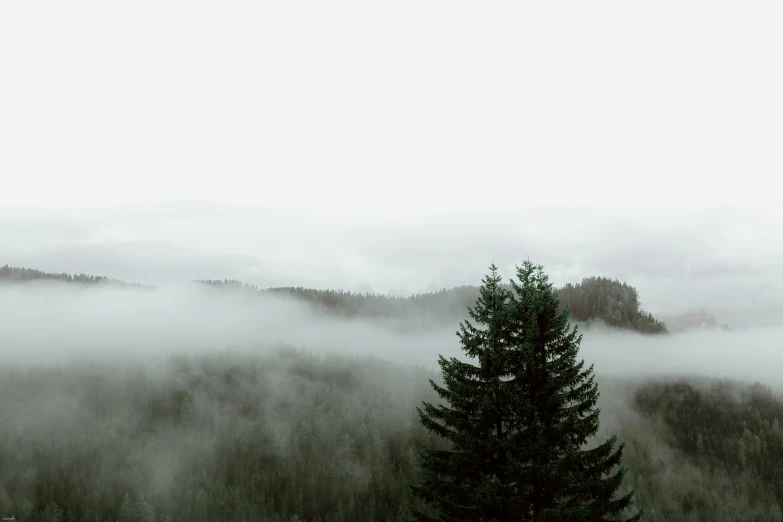 a lone tree stands in the middle of a foggy forest, pexels contest winner, overcast gray skies, evergreen valley, roofed forest, mountainous