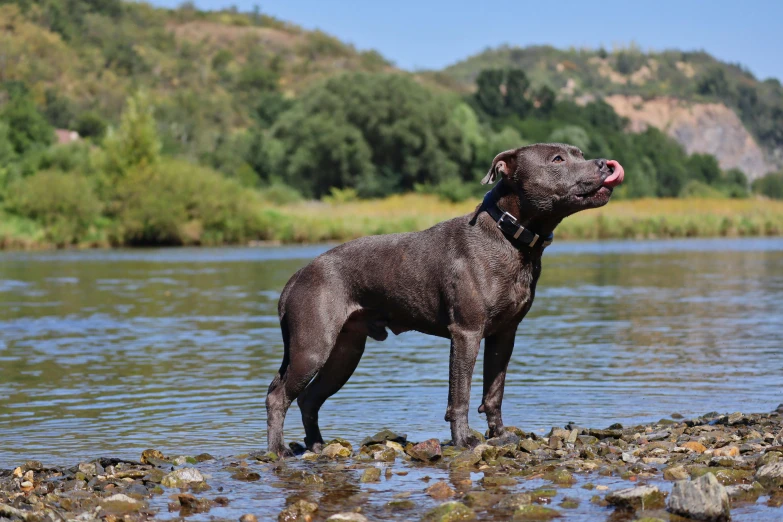 a dog that is standing in the water, on a riverbank, profile image, cyborg - pitbull, bay area