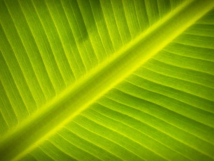 a close up of a green banana leaf, by Carey Morris, pexels, backlighted, rectangle, macro photography 8k, soft light - n 9