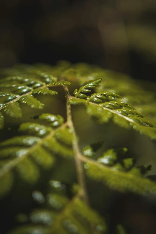 a close up of a plant with water droplets on it, unsplash, tree ferns, medium format. soft light, nothofagus, macro photography 8k