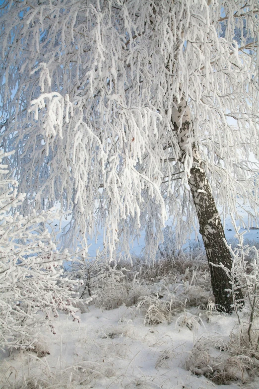 a fire hydrant sitting next to a tree covered in snow, a photo, inspired by Ivan Shishkin, romanticism, betula pendula, silver，ivory, white and pale blue, (snow)