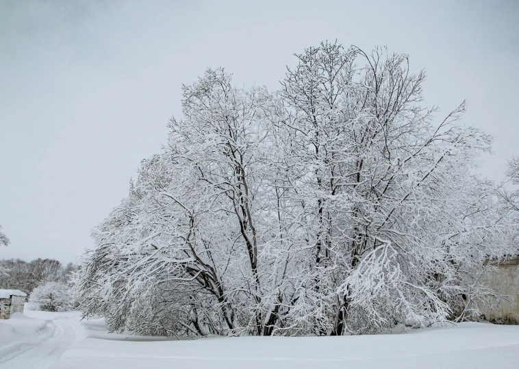 a tree covered in snow next to a road, a photo, three - quarter view, detailed and intricate image, 2022 photograph, lynn skordal