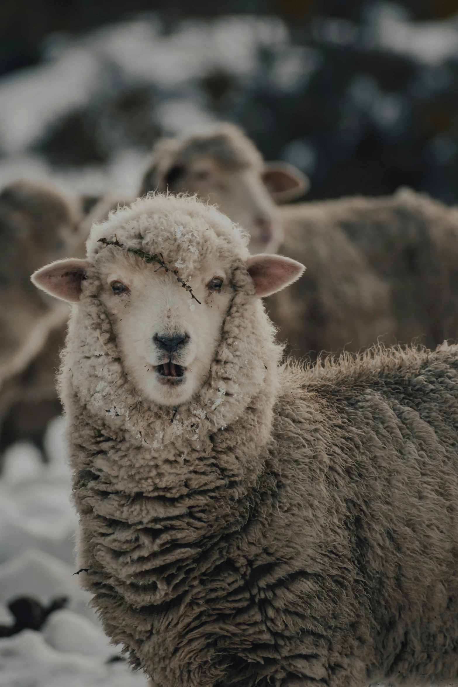 a herd of sheep standing on top of a snow covered field, by Adam Marczyński, closeup shot of face, australian, alessio albi, grey