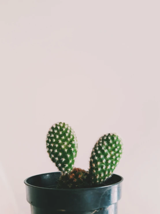 a close up of a cactus plant in a pot, trending on unsplash, postminimalism, low quality photo, ilustration, 🍸🍋, multiple stories