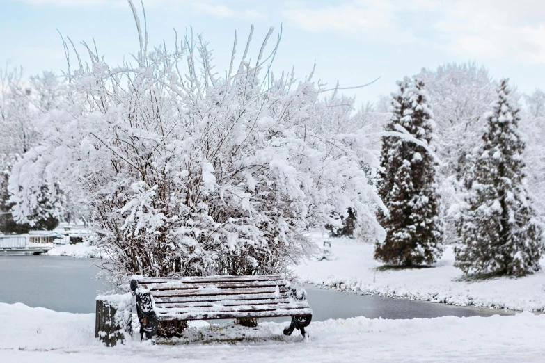 a park bench covered in snow next to a pond, pexels contest winner, white, botanic garden, high-resolution photo, brown