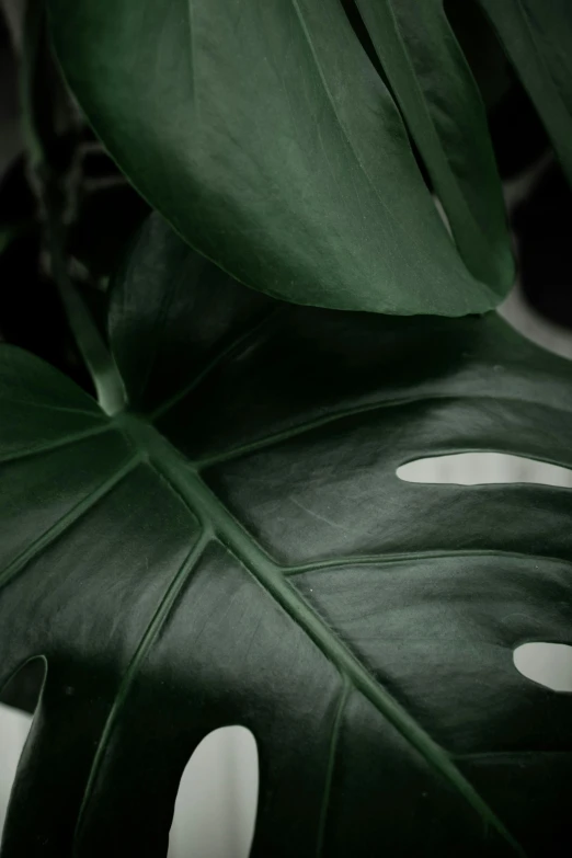 a close up of a leaf of a plant, inspired by Elsa Bleda, trending on unsplash, photorealism, dark jungle, ignant, monstera deliciosa, monocolor