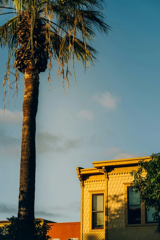 a palm tree in front of a yellow building, unsplash, photograph of san francisco, late afternoon, background image, multiple stories